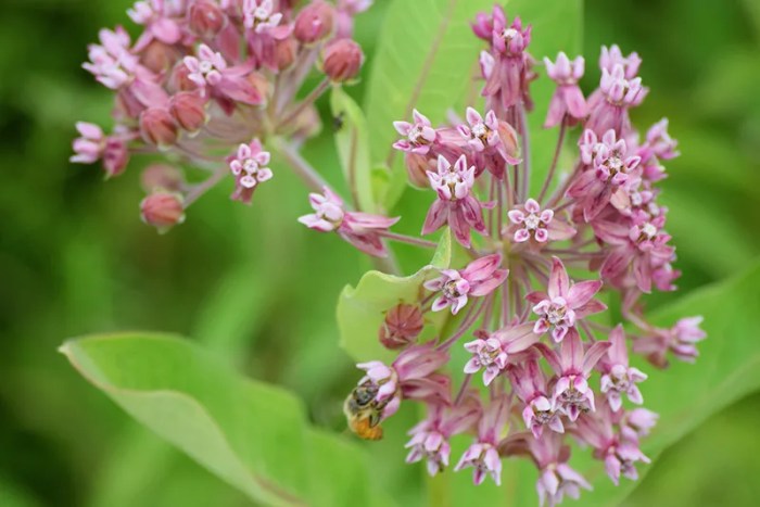 Can i plant milkweed seeds in the spring