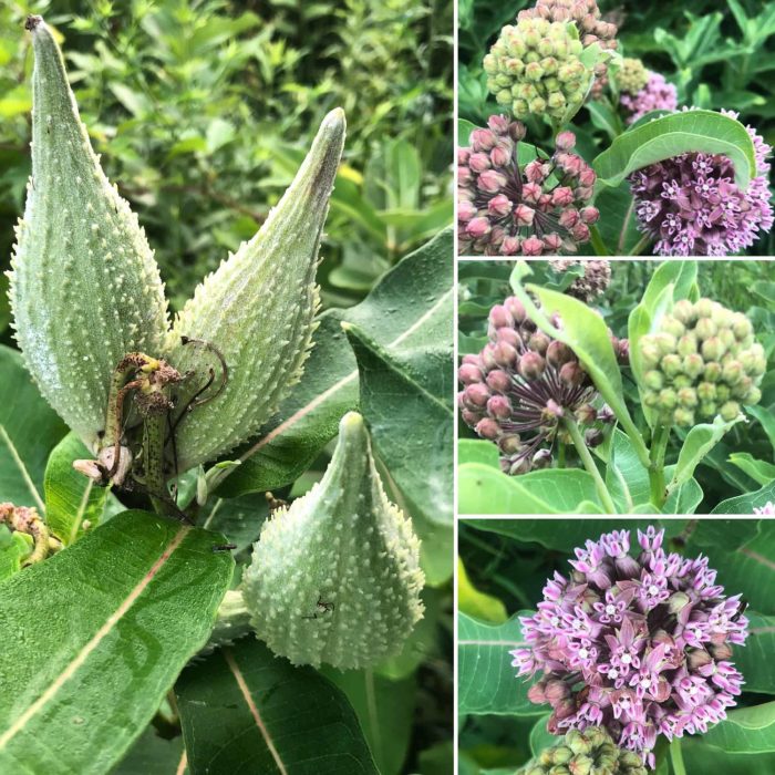 Milkweed seed pod open first plants garden enlarge season