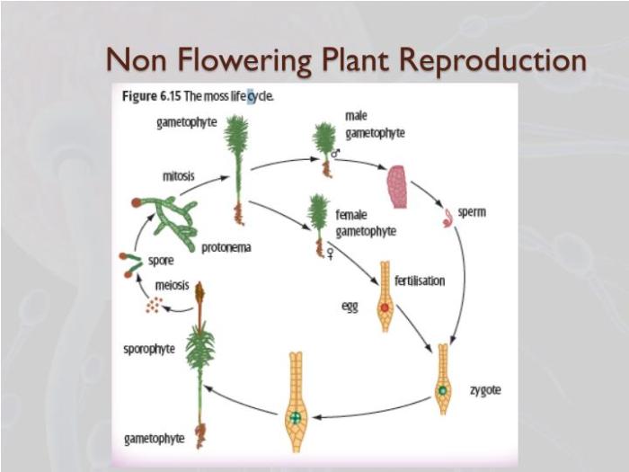 Can a female plant producing seeds without male