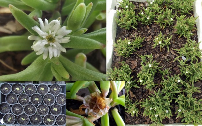 Where to buy ice plant seeds