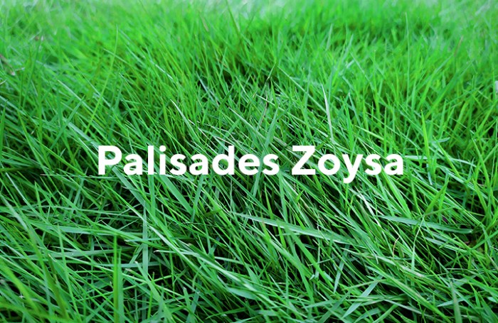 Can you plant zoysia grass from seed