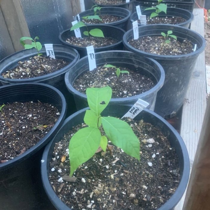 When to plant pawpaw seeds