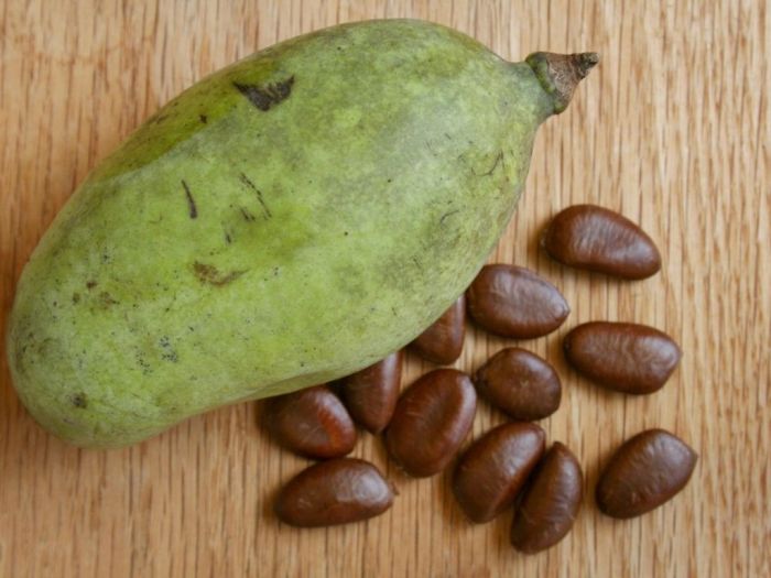 When to plant pawpaw seeds