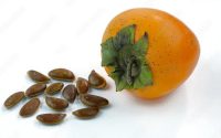 When to plant persimmon seeds