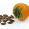 When to Plant Persimmon Seeds