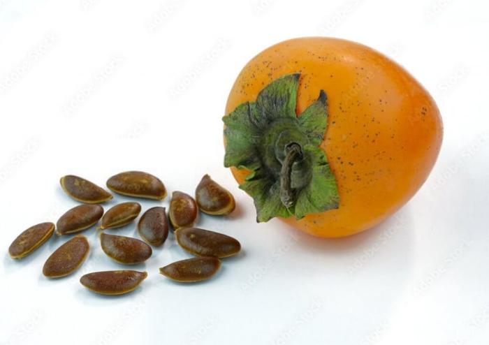 When to plant persimmon seeds