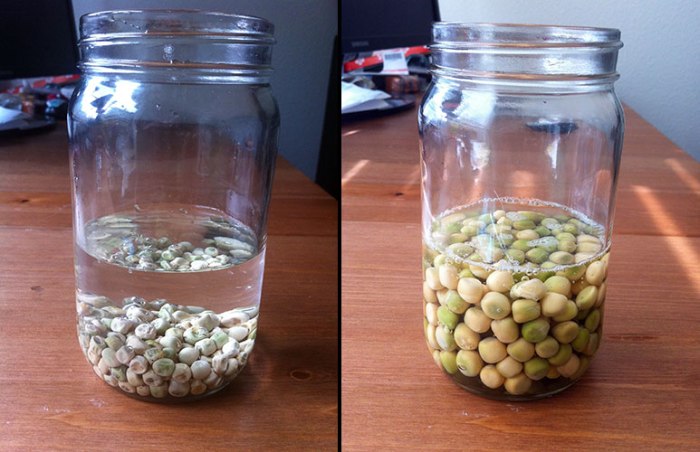 Do you soak bean seeds before planting