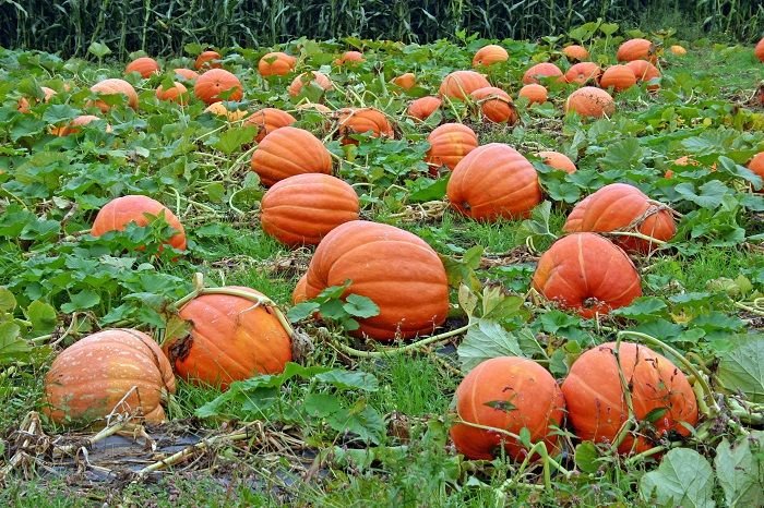 Can you plant pumpkin seeds in november