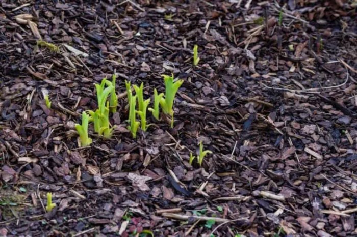 Can i plant seeds in mulch