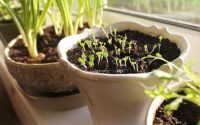 Can you plant seeds indoors anytime