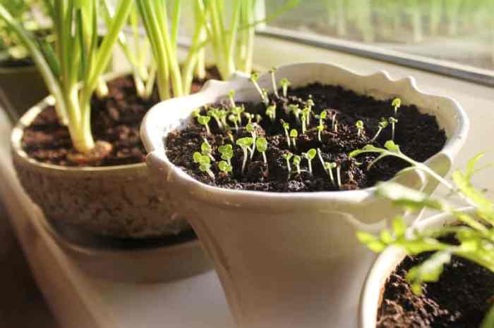 Can you plant seeds indoors anytime