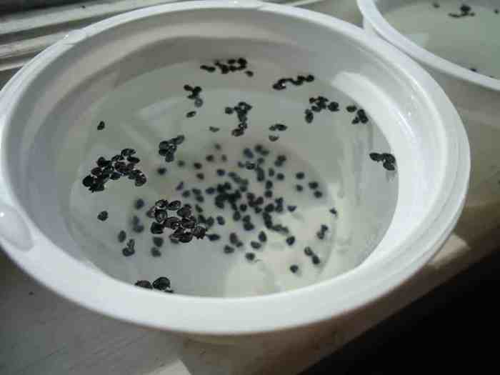 Do you soak pepper seeds before planting