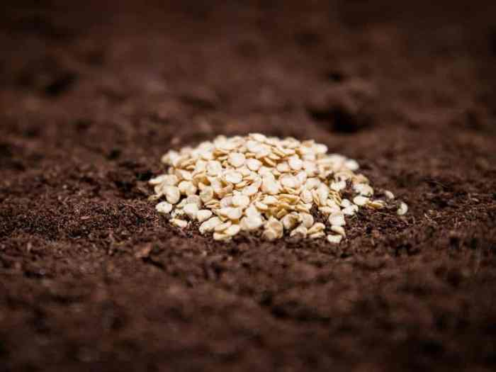 Seeds soaking planting amodernhomestead soak