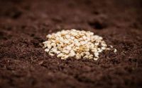 Can you soak corn seeds before planting