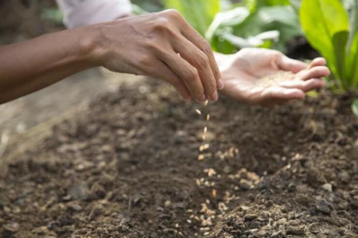 How often to water seeds after planting