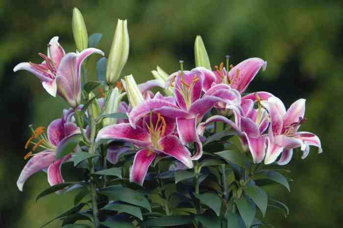 When to plant tiger lily seeds