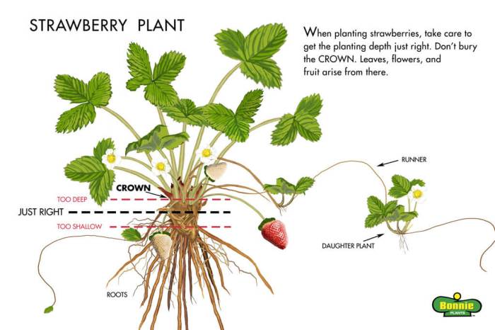 Can i plant strawberry seeds