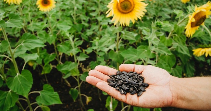 How many sunflower seeds to plant per hole