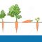 How Far Apart Should You Plant Carrot Seeds?