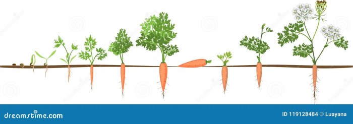 How far apart should you plant carrot seeds