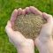 When to Plant Grass Seed NJ