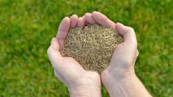 When to plant grass seed nj