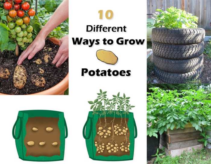 How deep plant seed potatoes