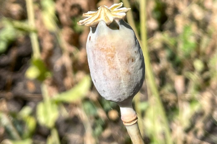 Poppy seed pods