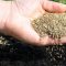 When to Plant Grass Seed in North Texas