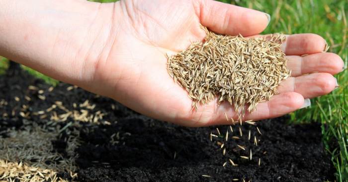 When to plant grass seed in north texas