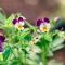 When to Plant Viola Seeds