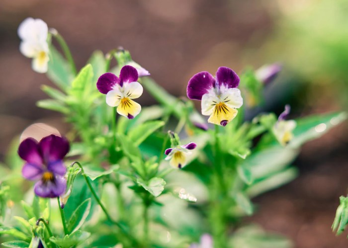 When to plant viola seeds