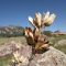 When to Plant Yucca Seeds for Success