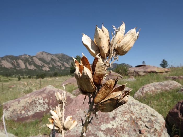 When to plant yucca seeds